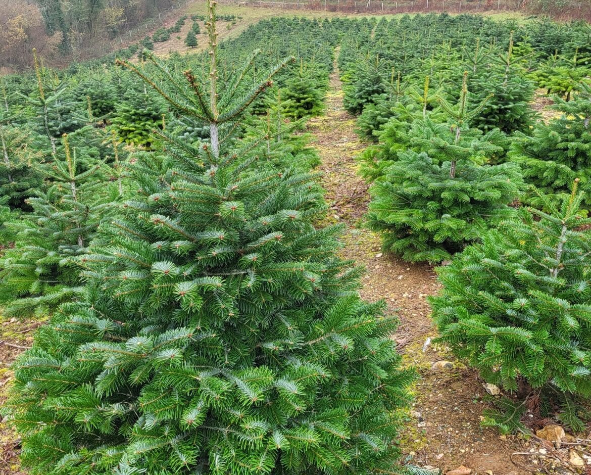 Melhores pinheiros de Natal natural