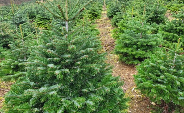 Melhores pinheiros de Natal natural