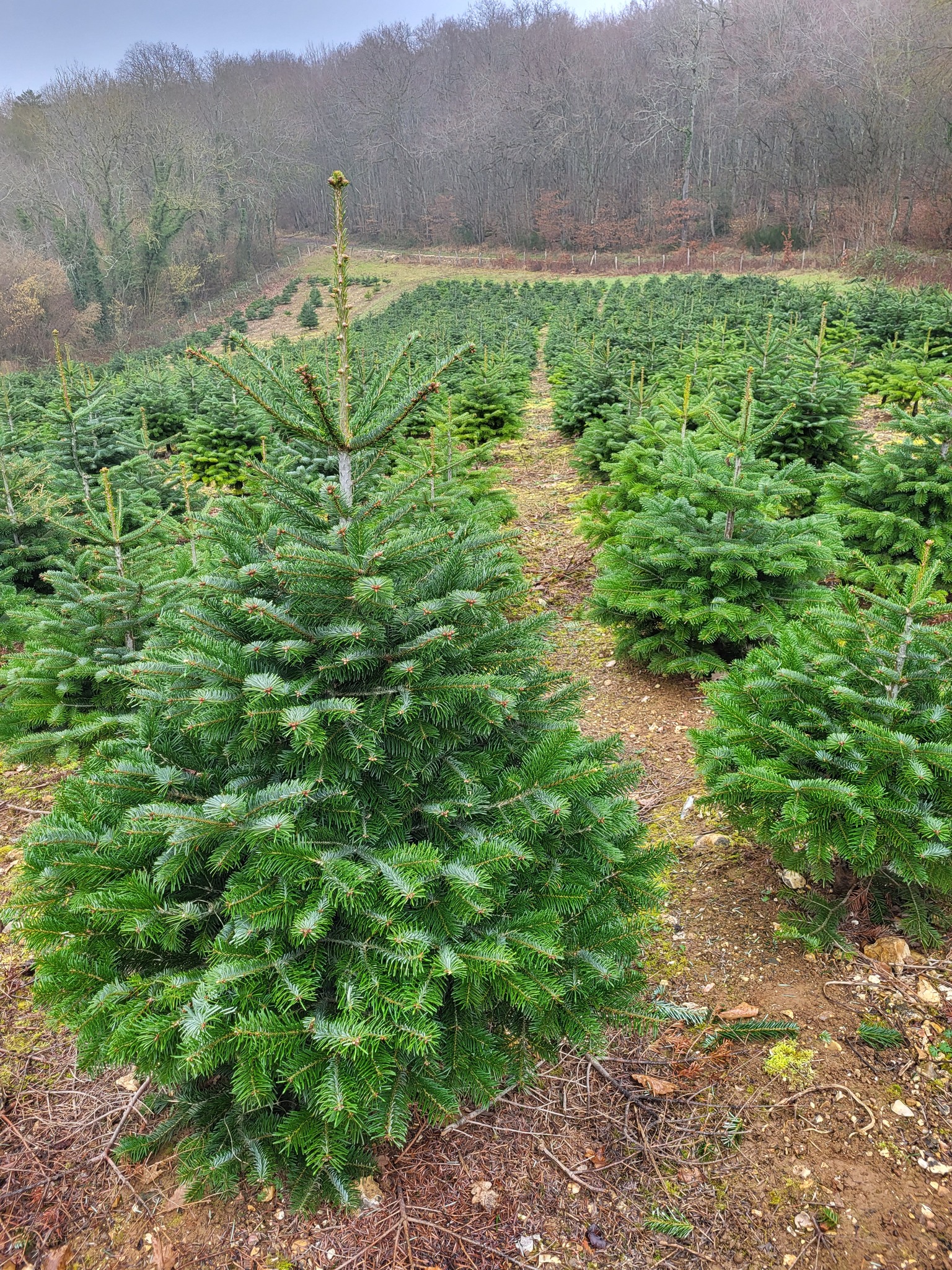 Melhores pinheiros de Natal natural