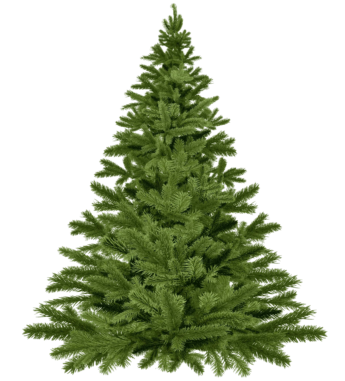 Pinheiro de natal Natural - Arvore de natal